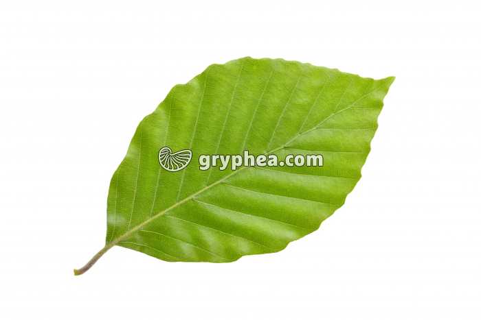 Hêtre - feuille (Fagus sylvatica) - gryphea.com